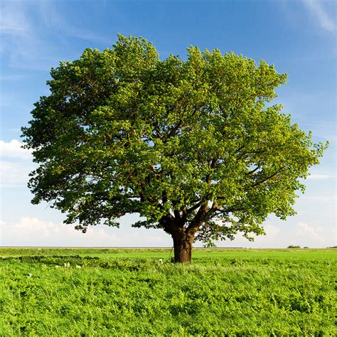 picture oak tree|oak tree pics real.